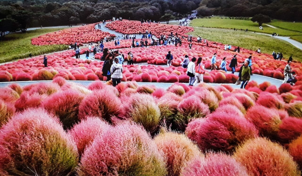 5 Lokasi Taman Bunga Paling Indah di Jepang, Taman di Jepang yang Instagramable